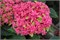 Принцесса Диана (Hydrangea macrophylla Princess Diana) 3716