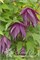 Пурпл Сюрпрайз (Clematis atragene Purple Surprise) 3724