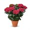 Рана (Hydrangea macrophylla Rana) 3728