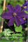 Распутин (Clematis Rasputin) 3729