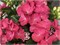 Ребелион Дарк Пинк Лов (Hydrangea macrophylla Rebelion Dark Pink Love) 3730