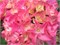 Ребелион Пинк Лов (Hydrangea macrophylla Rebelion Pink Love) 3731