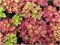 Ребелион Рэд Лов (Hydrangea macrophylla Rebelion Red Love) 3732