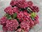 Ребелион Фисташио Лов (Hydrangea macrophylla Rebelion Pistachio Love) 3734
