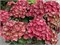 Ребелион Чоко Лов (Hydrangea macrophylla Rebelion Choco Love) 3736