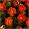 Ред Айс (Potentilla fruticosa Red Ace) 3737