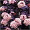 Ред Барон (Physocarpus opulifolius Red Baron) 3739