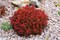Ред Компакт (Berberis thunbergii Red Compact) 3740