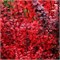 Ред Пиллар (Berberis thunbergii Red Pillar) 3741