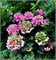 Рембрандт Антико Фреско (Hydrangea macrophylla Rembrandt Antico Fresco) 3745