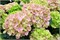 Рембрандт Белла Пеше (Hydrangea macrophylla Rembrandt Bella Pesche) 3746