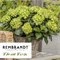 Рембрандт Вибрант Верде (Hydrangea macrophylla Rembrandt Vibrant Verde) 3747