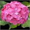 Рембрандт Дольче Шик (Hydrangea macrophylla Rembrandt Dolce Chic) 3748