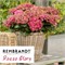 Рембрандт Рэд Глосси (Hydrangea macrophylla Rembrandt Rosso Glory) 3749