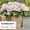 Рембрандт Элегант Роза (Hydrangea macrophylla Rembrandt Elegant Rosa) 3750