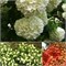 Розеум (Viburnum opulus Roseum) 3757