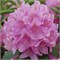 Розеум Элеганс (Rhododendron Roseum Elegans) 3759