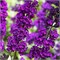 Ройал Ред (Buddleja davidii Royal Red) 3762