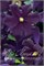 Романтика (Clematis Romantika) 3765