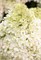 Роял Флауэр , Living® (Европа) (Hydrangea paniculata Royal Flower) 3767