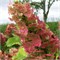 Руби Слипперс (Hydrangea quercifolia Ruby Slippers) 3768
