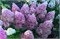 Руби Хоббит (Hydrangea paniculata Ruby Hobbit) 3769