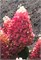 Рэд Вельвет , Living® (Европа) (Hydrangea paniculata Red Velvet) 3772