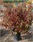 Рэд Гном (Cornus alba Red Gnome) 3773