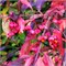 Рэд Каскад (Euonymus europaeus Red Cascade) 3774