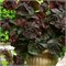 Рэд Маджестик (Corylus avellana  Red Majestic) 3775