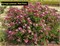 Рэд Пикси (Syringa Red Pixie) 3776