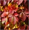 Рэд Уолл (Parthenocissus quinquefolia REDWALL) 3778