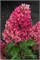 Рэспберри Пинк , Living® (Европа) (Hydrangea paniculata Raspberry Pink) 3782