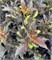 Саламандра (Physocarpus opulifolius Salamandra) 3784
