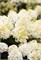 Саммер Сноу , Living® (Европа) (Hydrangea paniculata Summer Snow) 3786
