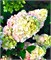 Сандае Фрайз (Hydrangea paniculata Sundea Fraise) 3795