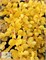 Санни (Berberis thunbergii Sunny) 3801