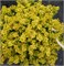 Сансейшн (Berberis thunbergii Sunsation) 3802