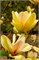 Сансейшн (Magnolia Sunsation) 3803