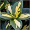 Санспот (Euonymus fortunei Sunspot) 3804