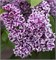 Сенсация (Syringa vulgaris Sensation) 3810