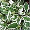 Сибирика Вариегата (Cornus alba Sibirica Variegata) 3812
