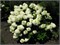 Сильвер Доллар (Hydrangea paniculata Silver Dollar) 3818
