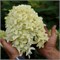 Скайфолл (Hydrangea paniculata Skyfall) 3824
