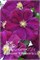 Славянка (Clematis Słowianka) 3826