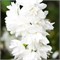 Сноубелле (Philadelphus Snowbelle) 3831
