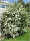 Сноумаунд (Spiraea nipponica Snowmound) 3833