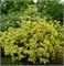 Спаети (Cornus alba Spaethii) 3837