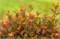 Спайси Девил First Editions® (Physocarpus opulifolius Spicy Devil First Editions®) 3838