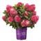 Спринг Даззл (First Editions®) (Hydrangea paniculata Spring Sizzle First Editions®) 3844
